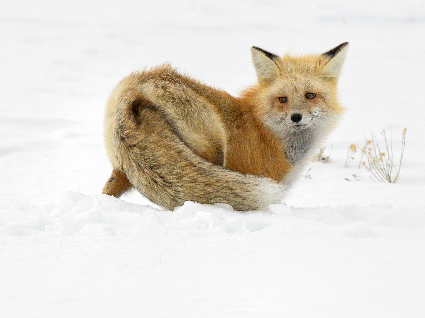 Yellowstone-winter-Red-Fox
