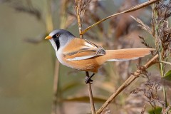 Bearded Reedling by Tom Tyler