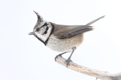 Crested Tit by David Tolliday