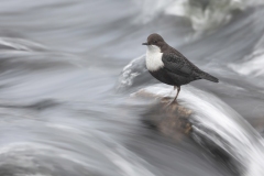 Dipper by David Tolliday