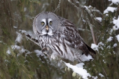 Great Grey Owl with prey by David Tolliday