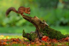 Red Squirrel by Kevin Blake