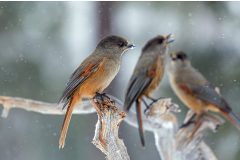 Three Siberian Jays Are We by Kevin Blake