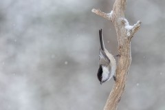 Willow Tit by Kevin Blake