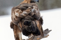 Golden Eagle by Kevin Blake