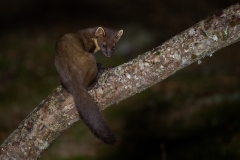 Pine Marten by Kevin Blake