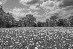 Rode Hall Dandelions by Martin Pickles