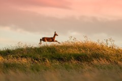 Roe Deer evening light by Jeff Dakin