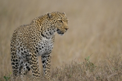 Leopard by Steve Gresty