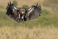 Vulture by Steve Gresty