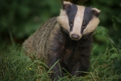 Badger by Steve Gresty