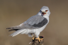 Black shoulder Kite by Steve Gresty