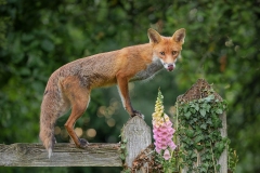 Fox on Gate Post by Steve Gresty