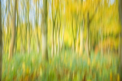 Lovell Quinta Arboretum Impression by Steve Gresty