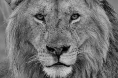 Male Lion in the Rain by Steve Gresty-
