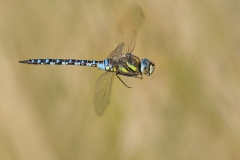 Male Migrant Hawker in Flight by Steve Gresty