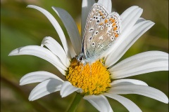 Common Blue Butterfly on Daisy  by Tom Tyler