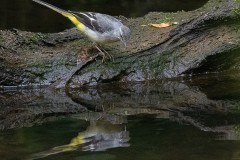 Grey Wagtail by Tom Tyler
