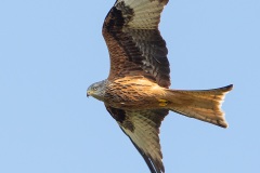 Red Kite by Tom Tyler