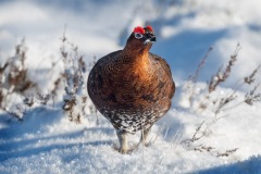 4-red-Grouse