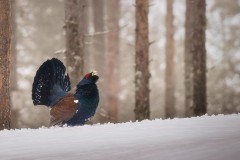Capercaillie - Crazy Charlie by Kevin Blake