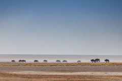 Etosha Wildebeests by Kevin Blake