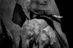 Family by Kevin Blake