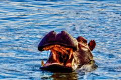 Hippos on the Zambezi by Rob Carrington-Porter