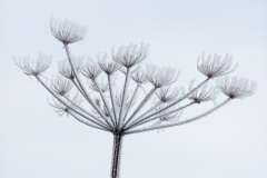 Hoare Frost by Denis Jones