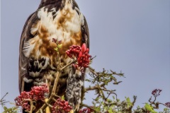 Jackal Buzzard - Adds Elephant Park Port Elizabeth by Rob Carrington-Porter