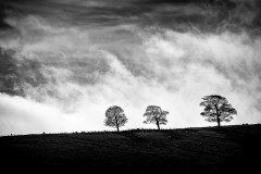 Three Trees by Ian J Simpson