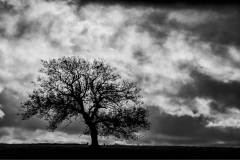 Tree by Ian J Simpson