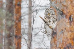 Ural Owl by Kevin Blake