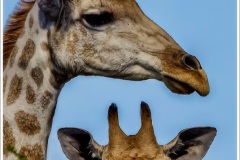 Walking with Giraffes by Rob Carrington-Porter