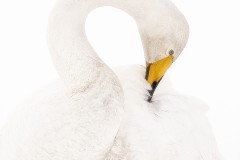 Whopper Swan by Kevin Blake