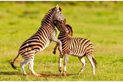 Zebras Playing by Rob Carrington-Porter