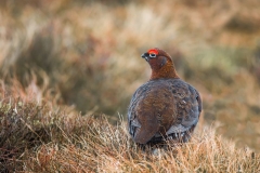 02_Red Grouse on the moors