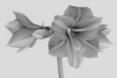 Amaryllis by Denis Jones