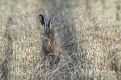 Brown Hare in a field of Wheat Stubble by Jeff Dakin