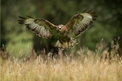 Buzzard hunting over a Meadow by Jeff Dakin