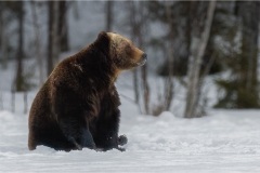 Finland Brown Bear By Kevin Blake