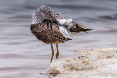 Finland - Greenshank By Kevin Blake