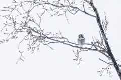Hawk Owl By Kevin Blake