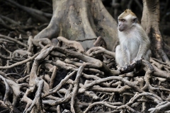 Mangrove Monkey BY Sarah Cattermole