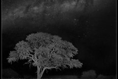 Milky Way over a Black Rhino by David Tolliday