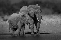 Namibian Elephants By kevin Blake