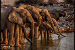 Namibian Plains Elephant At Watering Hole By kevin Blake