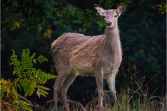 Red Deer by Jeff Dakin
