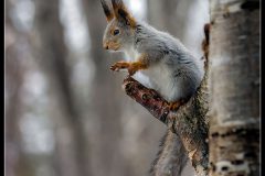Red Squirrel By Kevin Blake