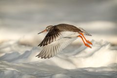 Redshank over a sea of foam by Jeff Dakin